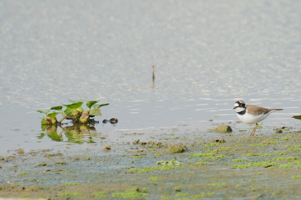Little Ringed Plover - ML624884550