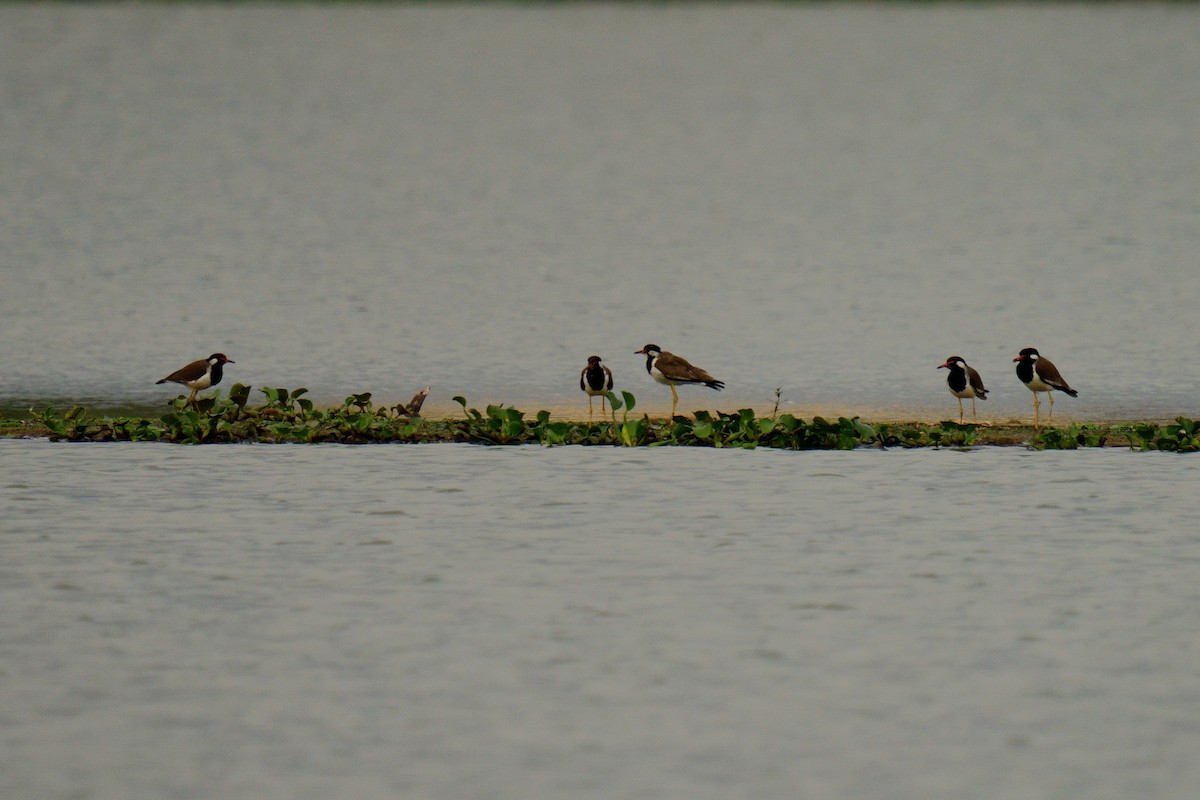 Red-wattled Lapwing - ML624884559