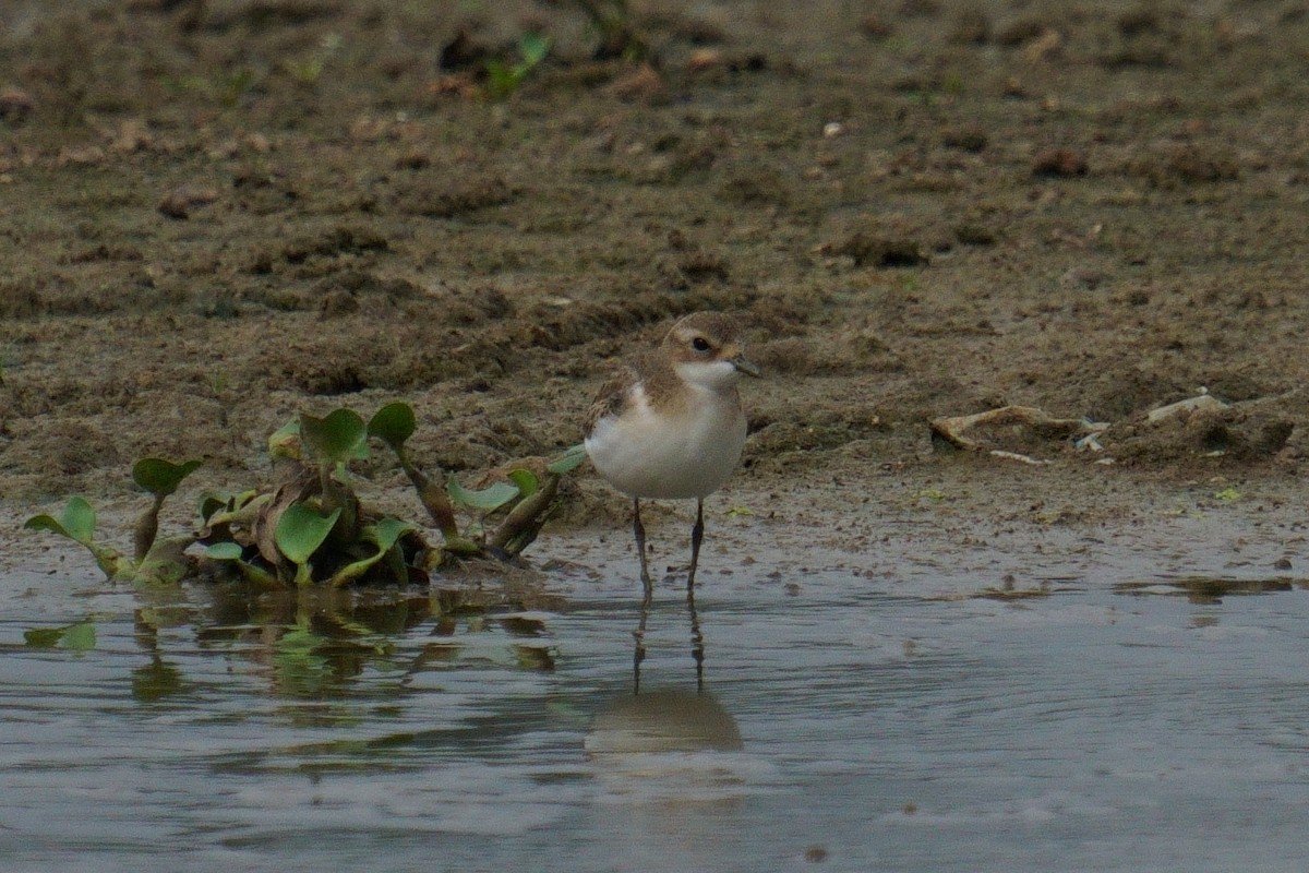 Tibetan Sand-Plover - ML624884560