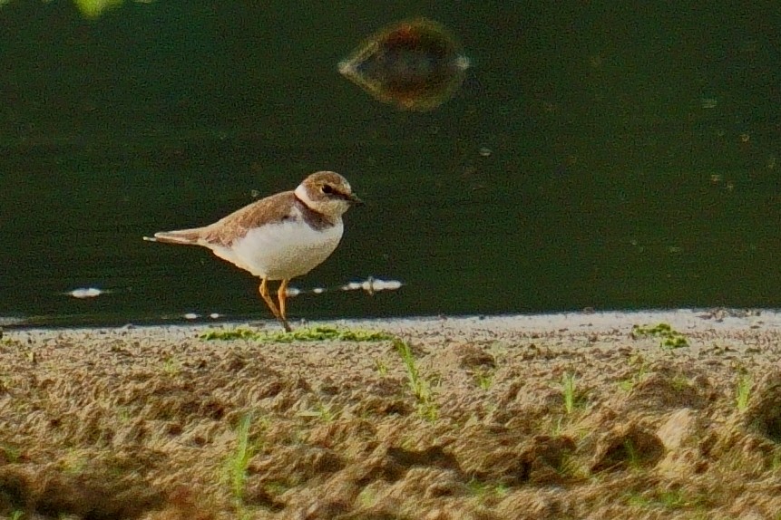 Little Ringed Plover - ML624884598