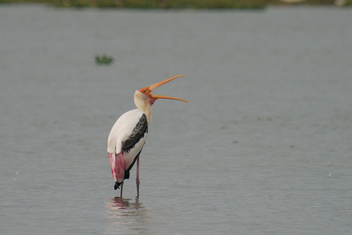 Painted Stork - ML624884616