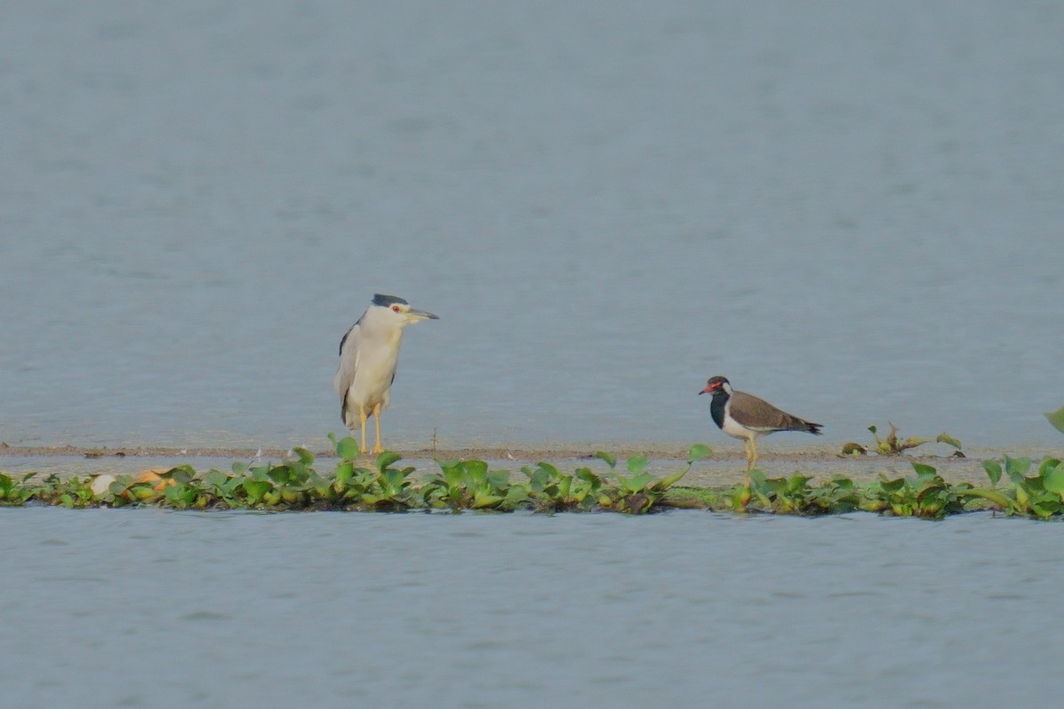 Black-crowned Night Heron - ML624884632
