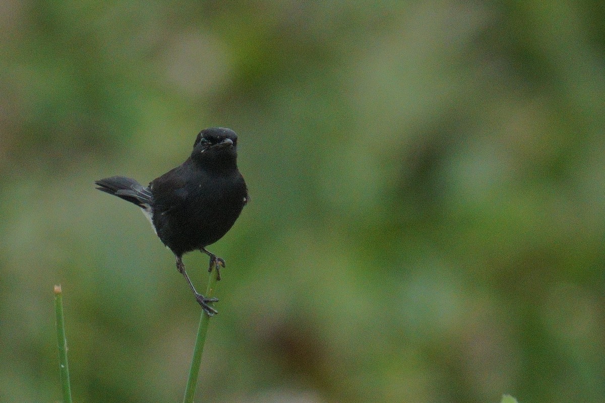 Pied Bushchat - ML624884688