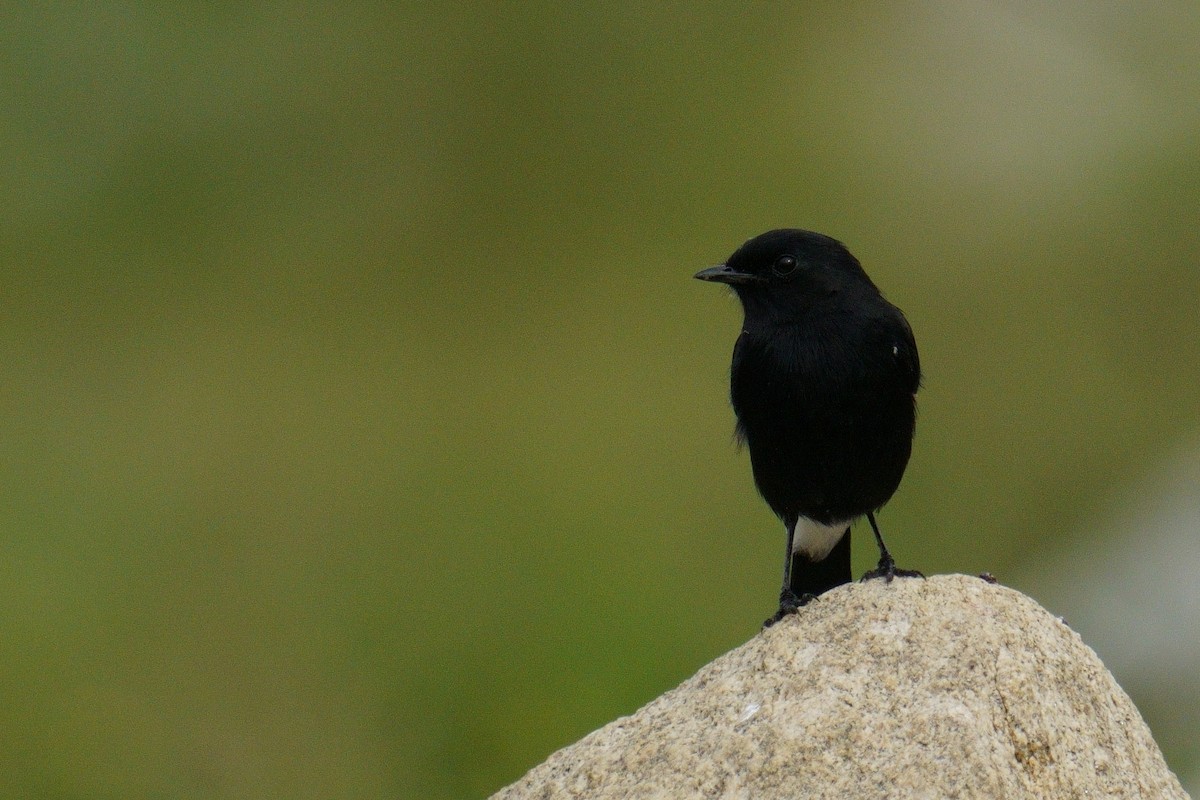 Pied Bushchat - ML624884689