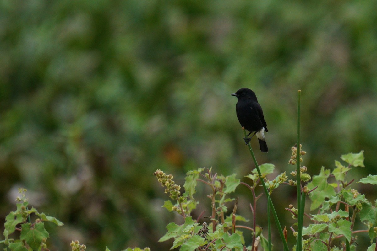 Pied Bushchat - ML624884691