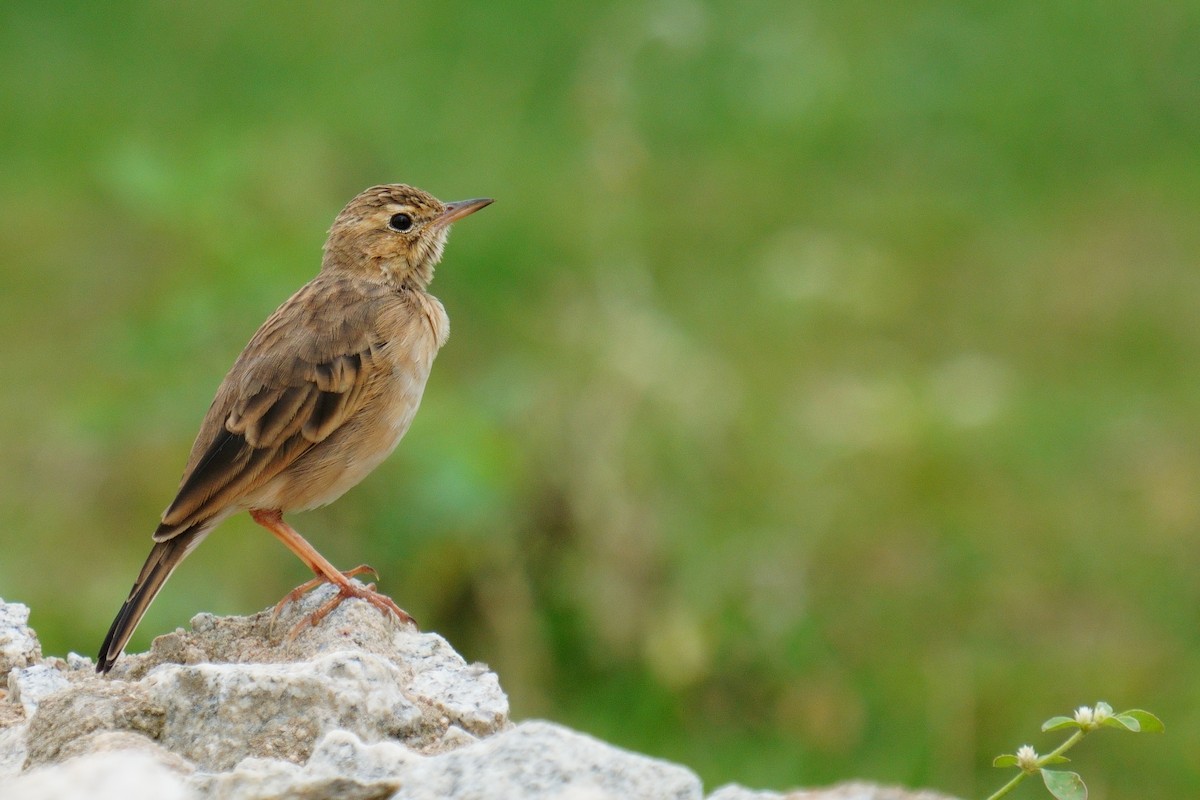 Paddyfield Pipit - ML624884703