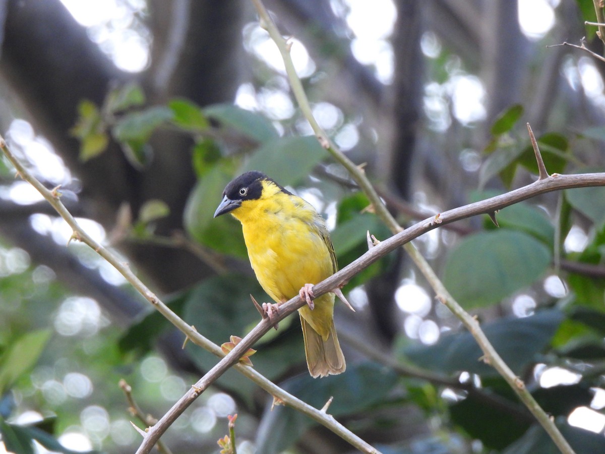 Baglafecht Weaver - ML624884732