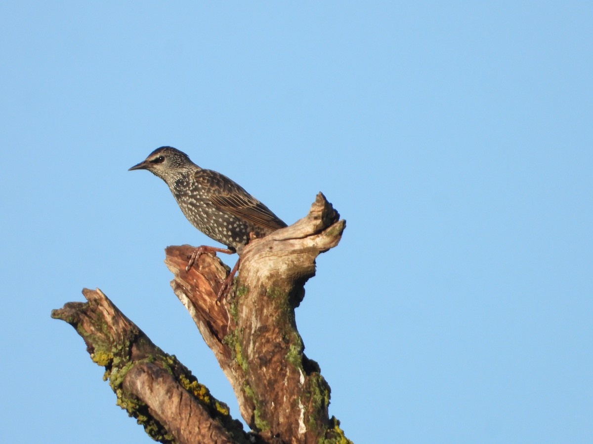 Spotless Starling - Luis Tárraga Cabrera