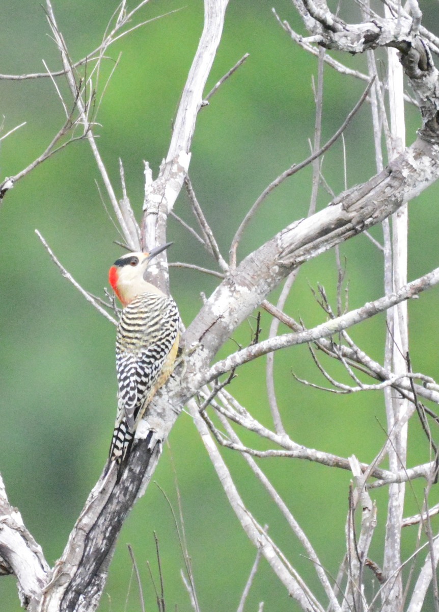 West Indian Woodpecker - ML624884825