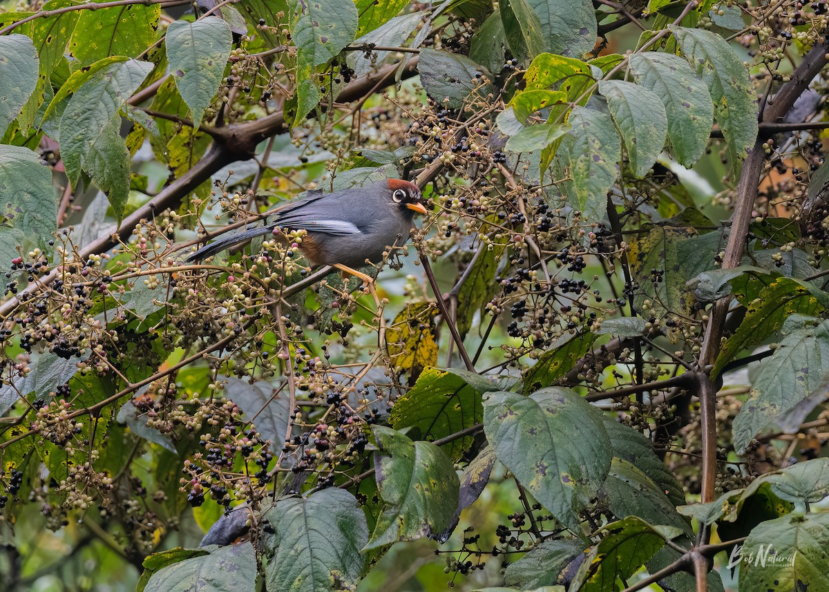 Chestnut-capped Laughingthrush - ML624884864