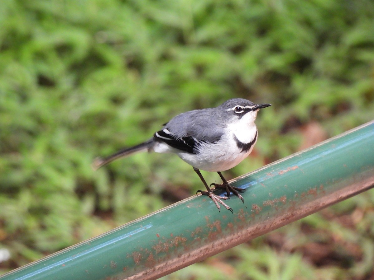 Mountain Wagtail - Adrián Colino Barea