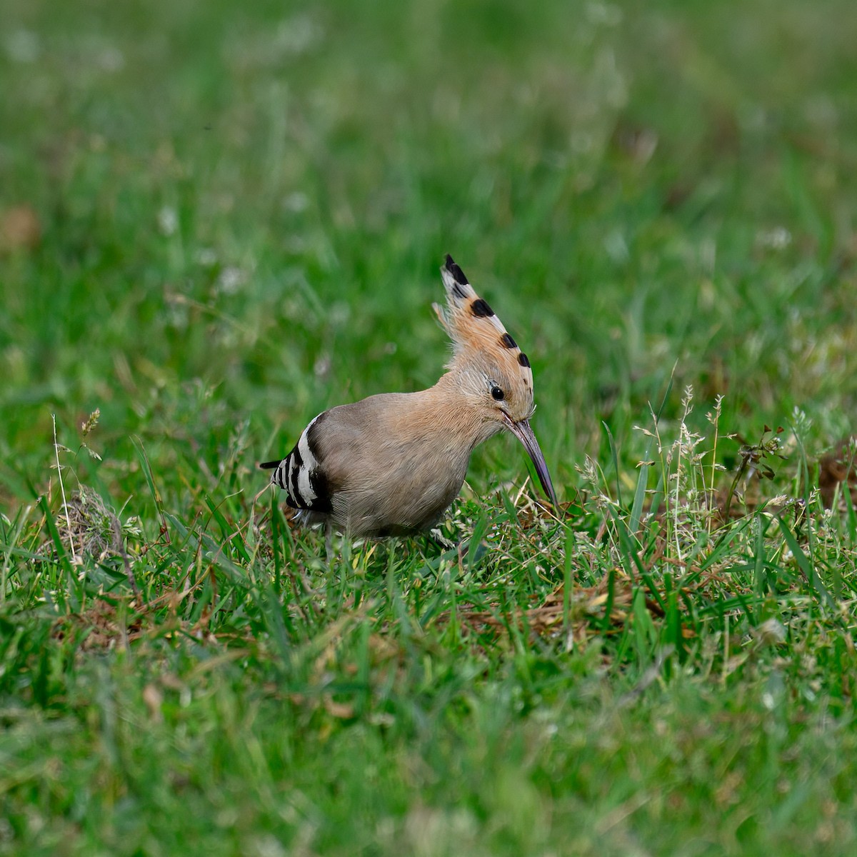 Common Hoopoe - ML624885016