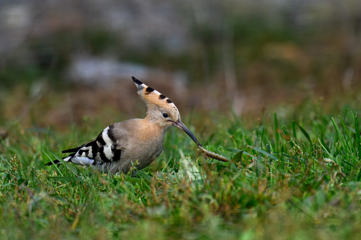 Common Hoopoe - ML624885019