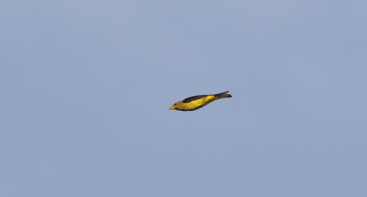 Scarlet Tanager - ML624885086