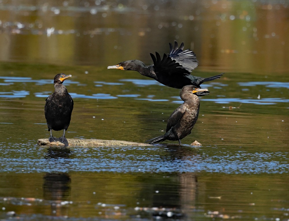 Double-crested Cormorant - ML624885150