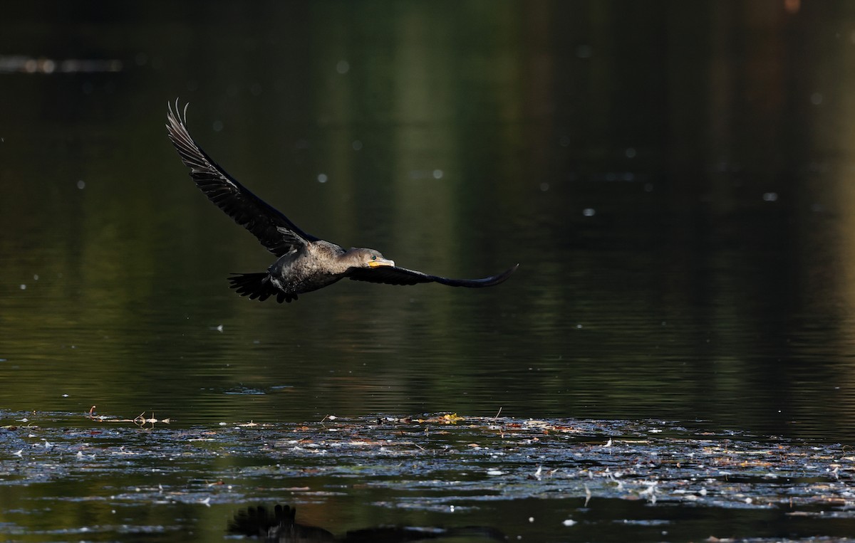 Double-crested Cormorant - ML624885151