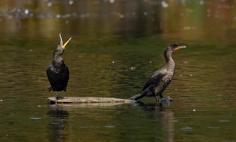 Double-crested Cormorant - ML624885152