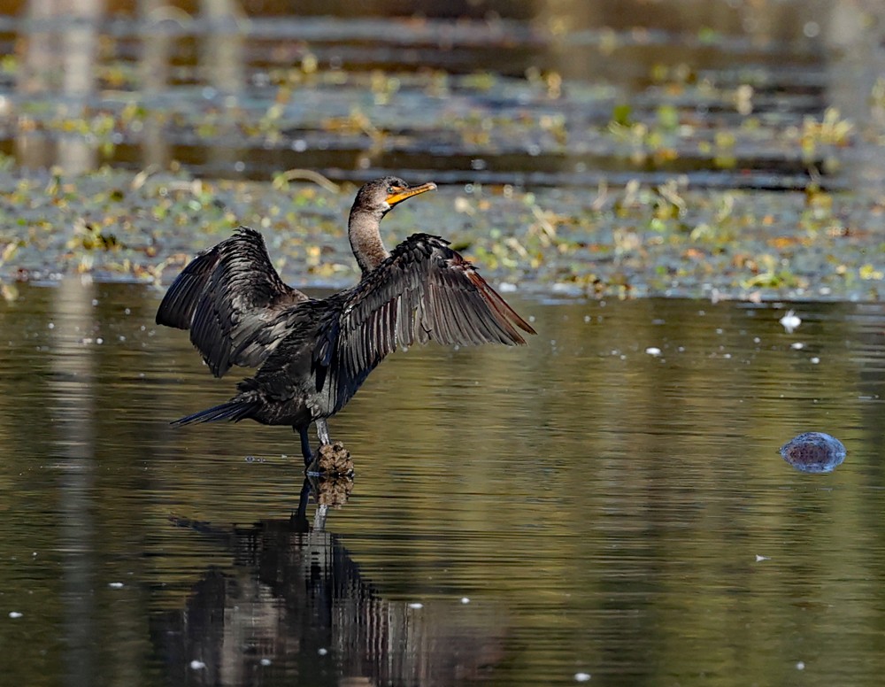 Double-crested Cormorant - ML624885153