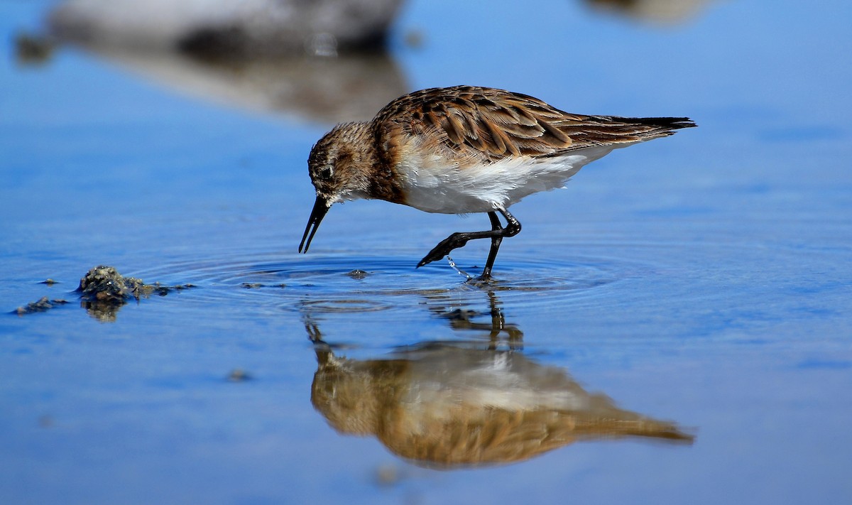 Baird's Sandpiper - ML624885178
