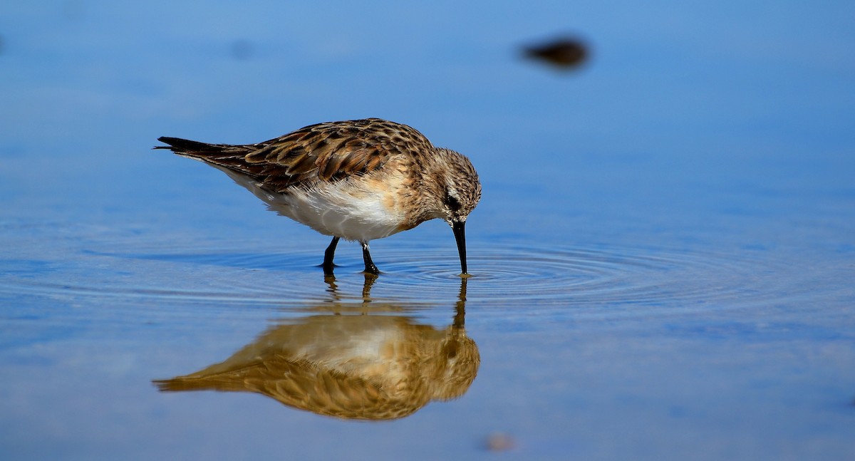 Baird's Sandpiper - ML624885179