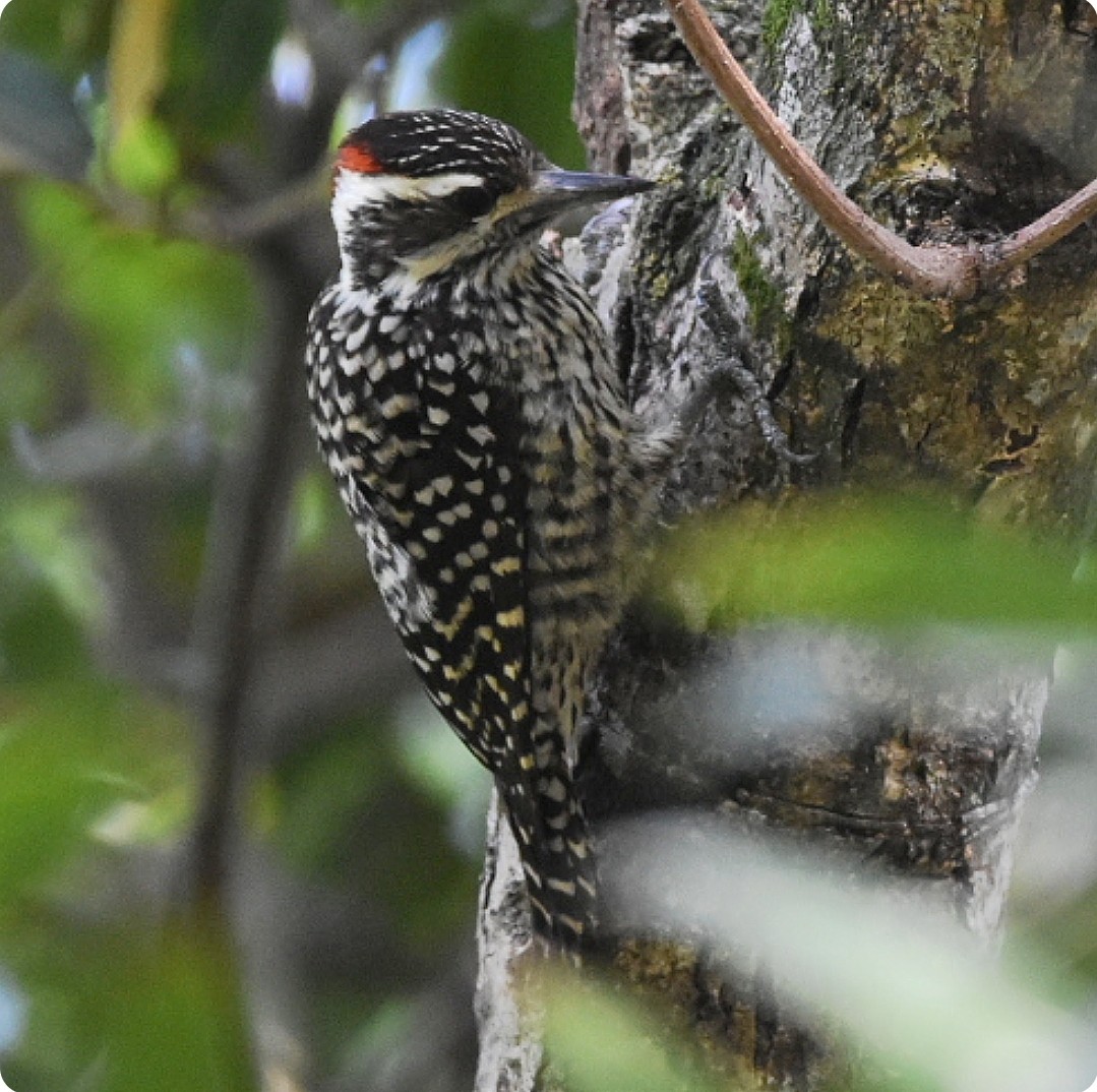 Checkered Woodpecker - ML624885255