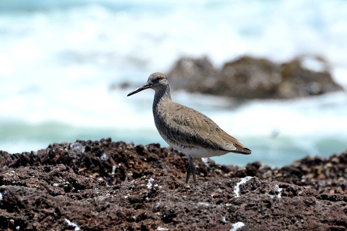 Willet - ML624885275