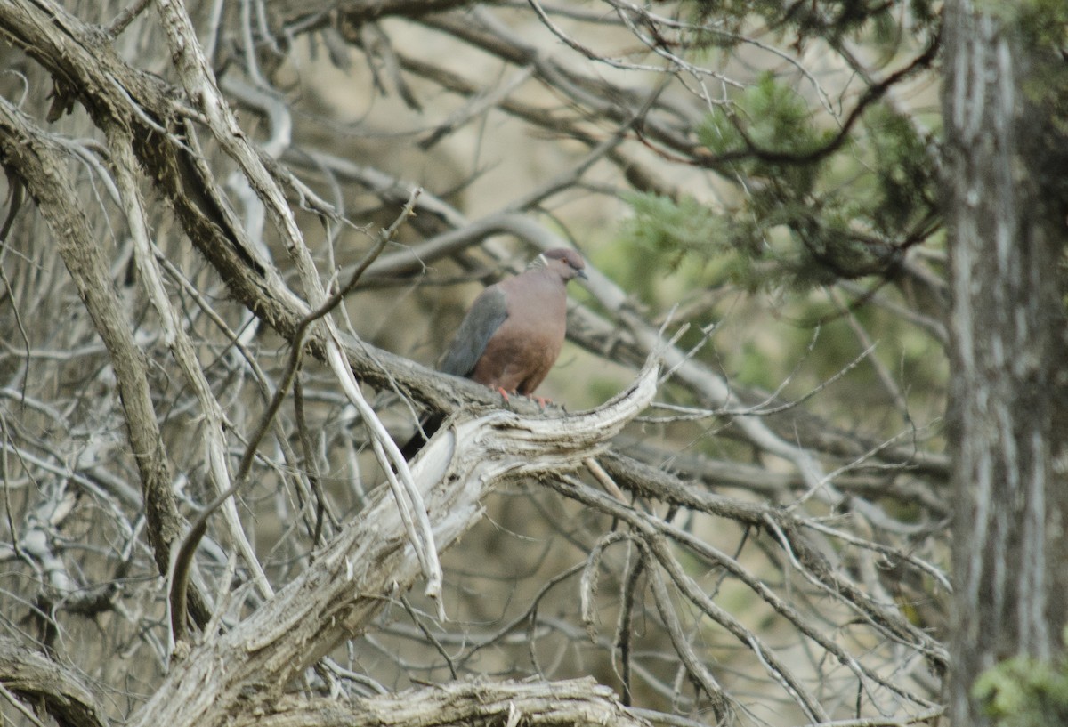 Chilean Pigeon - ML624885294