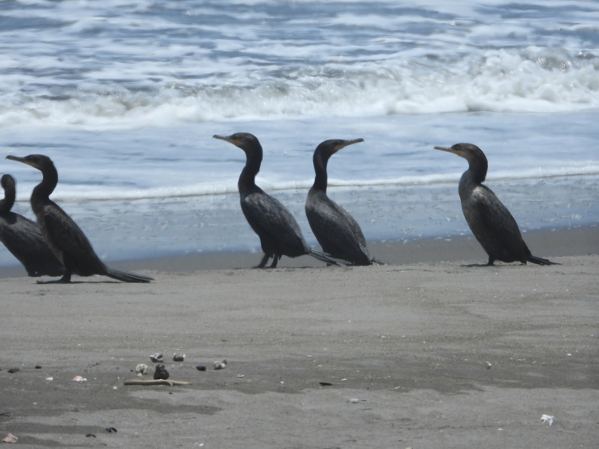 Neotropic Cormorant - Luis Enrique Pollack Velásquez