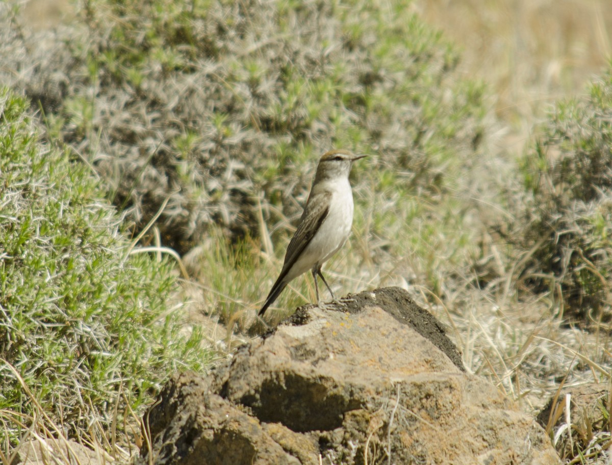 White-browed Ground-Tyrant - ML624885357