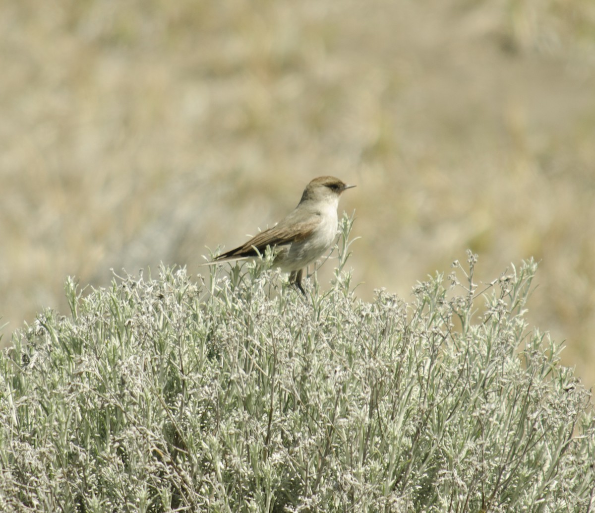 Dark-faced Ground-Tyrant - ML624885364