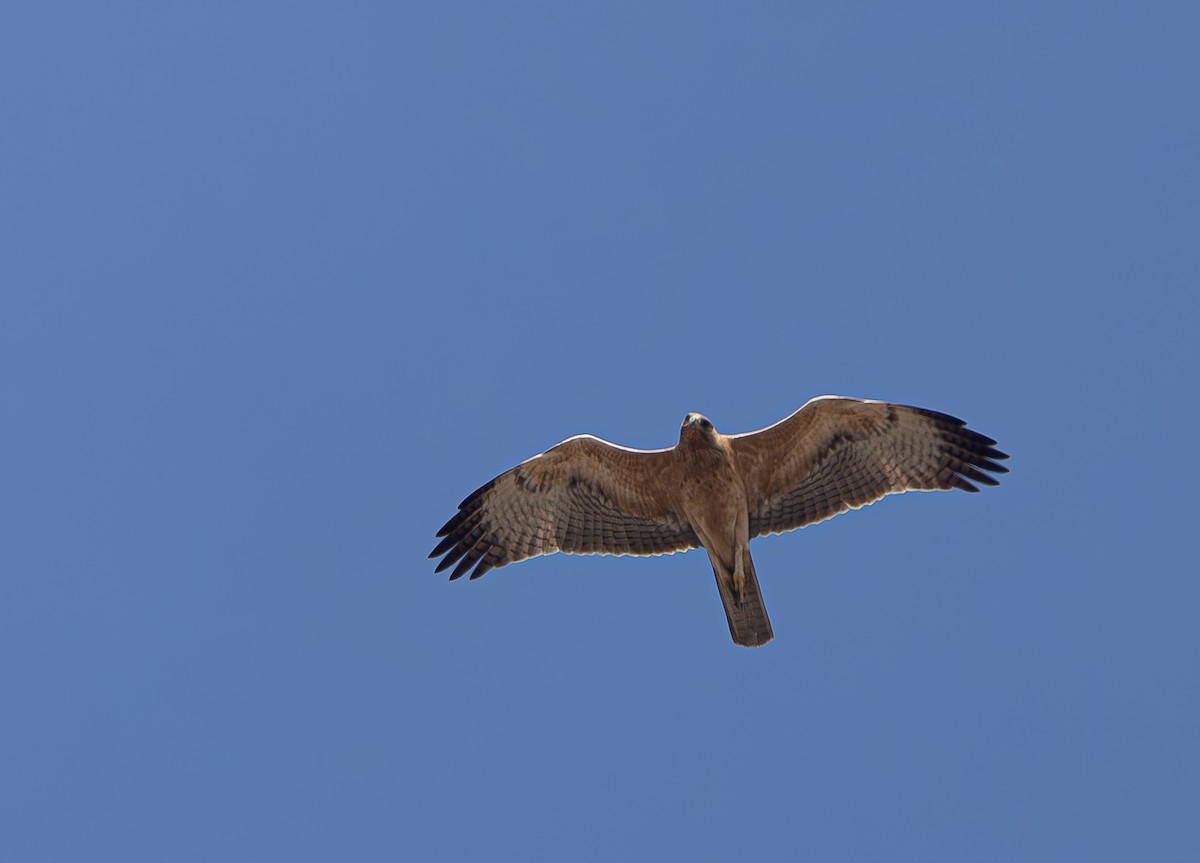 Bonelli's Eagle - shahar yogev