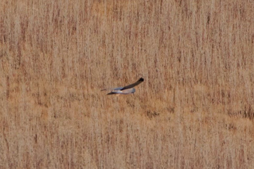 Cinereous Harrier - ML624885389