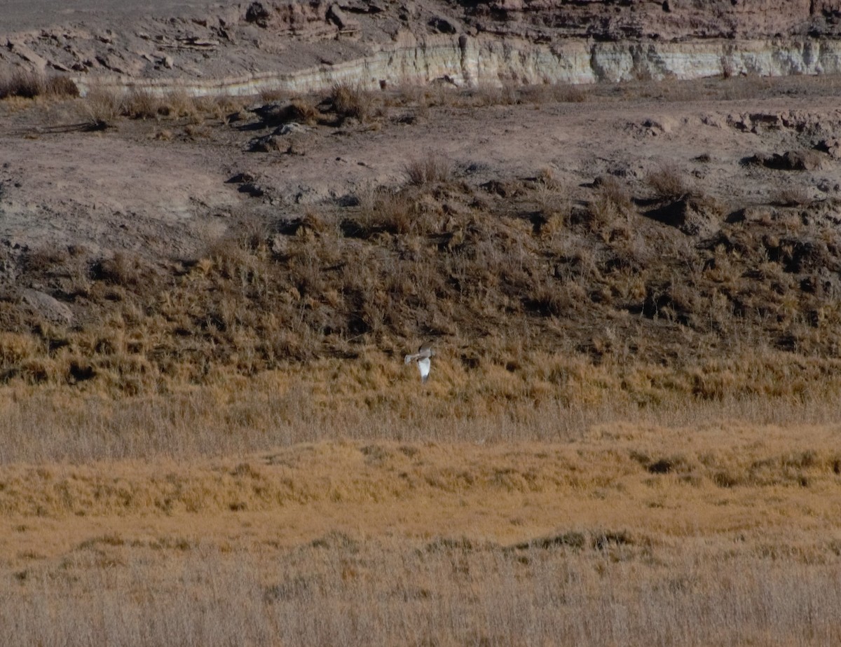 Cinereous Harrier - ML624885390