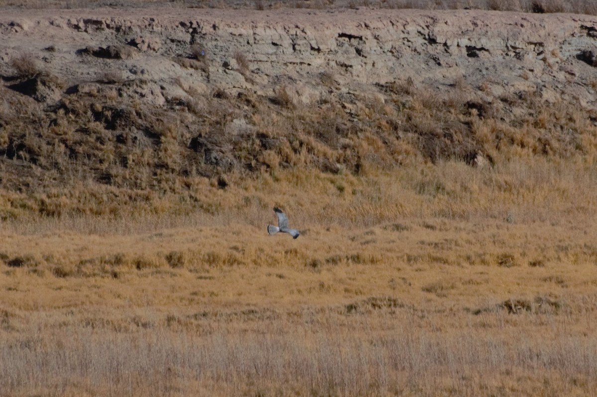 Cinereous Harrier - ML624885391