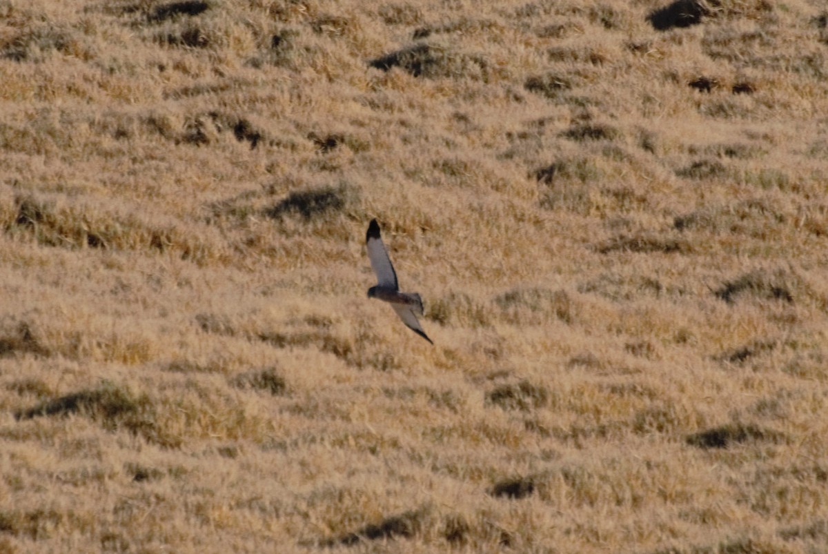 Cinereous Harrier - ML624885392