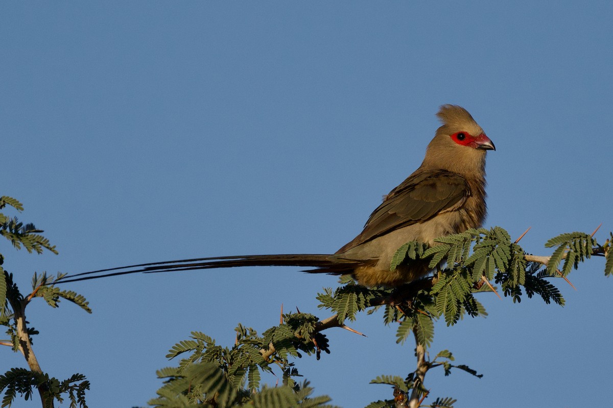 Red-faced Mousebird - ML624885453