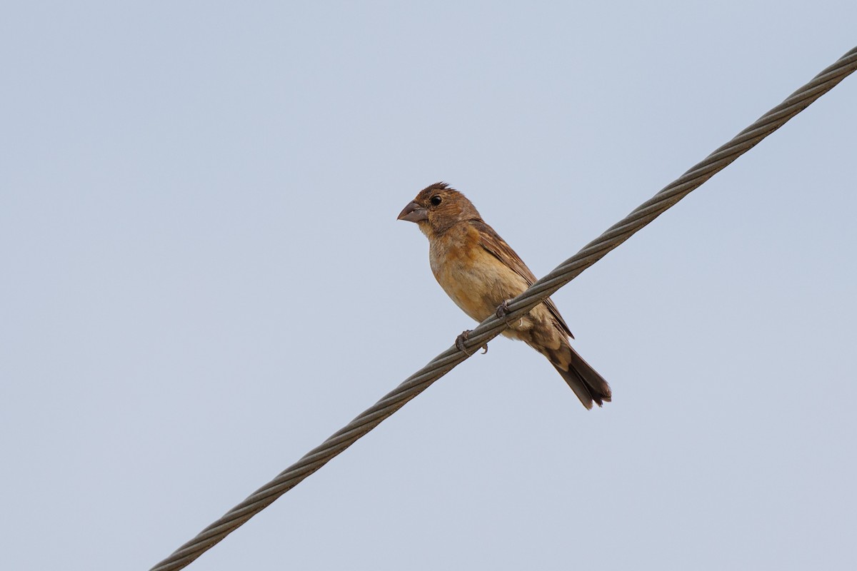 Blue Grosbeak - ML624885480