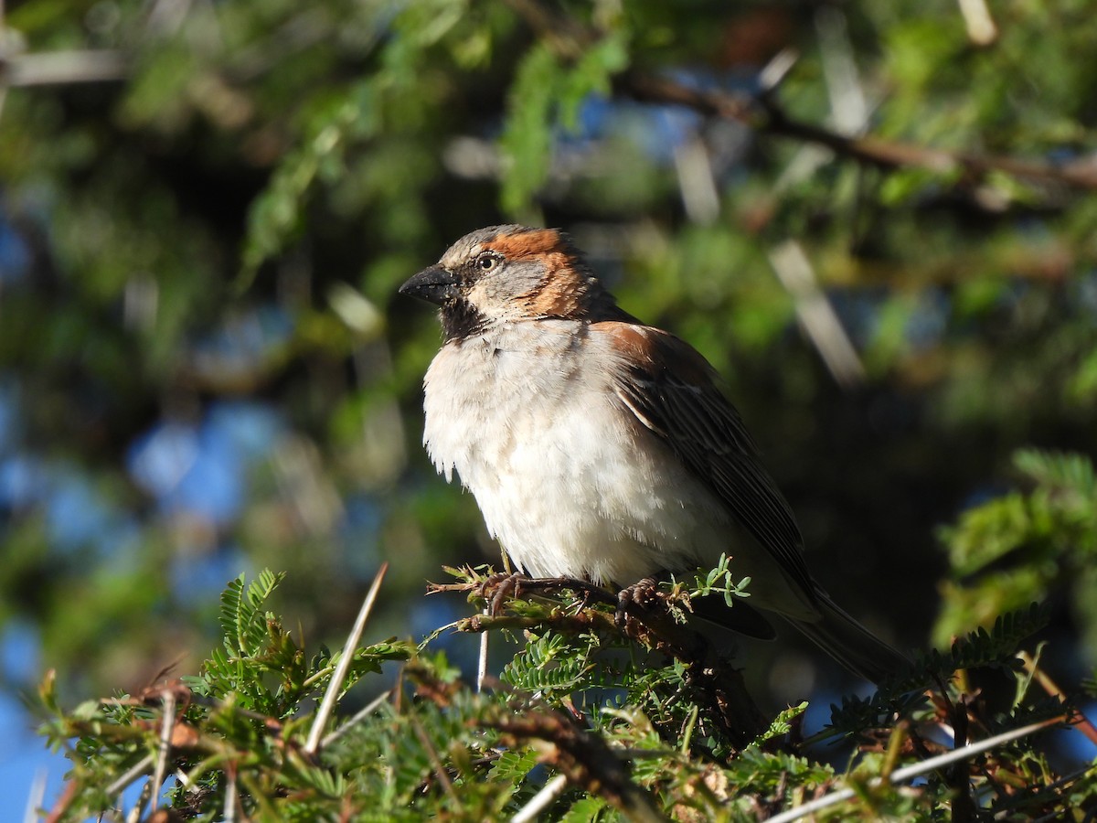 Kenya Rufous Sparrow - Adrián Colino Barea