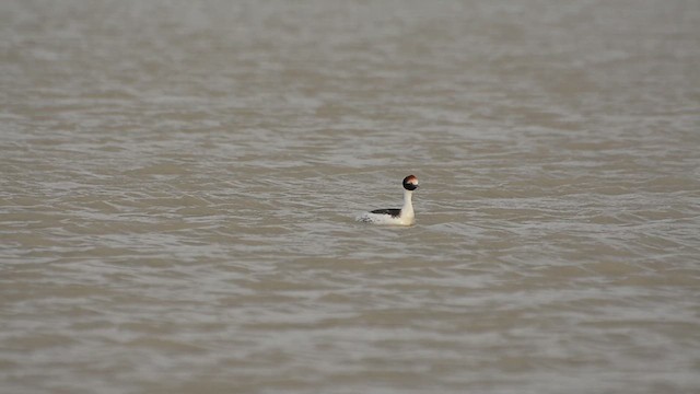 Hooded Grebe - ML624885585