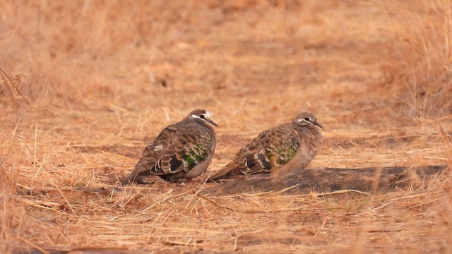 Common Bronzewing - ML624885625