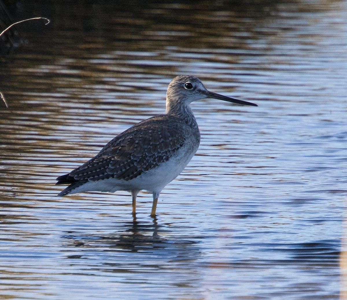 Greater Yellowlegs - ML624885677