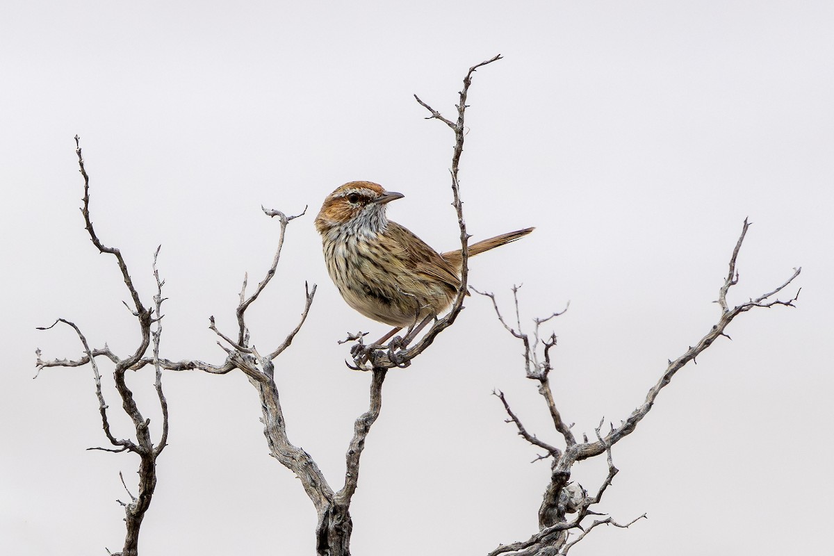 Rufous Fieldwren - Honza Grünwald