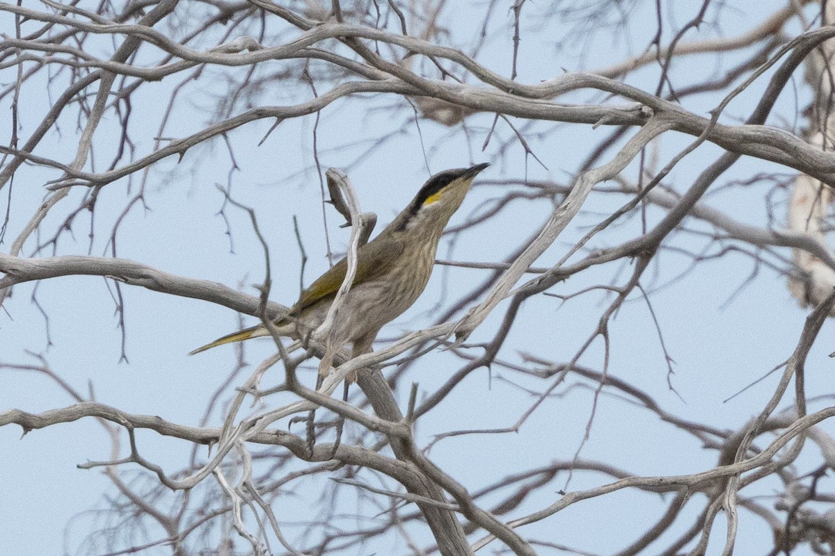 Singing Honeyeater - ML624885918