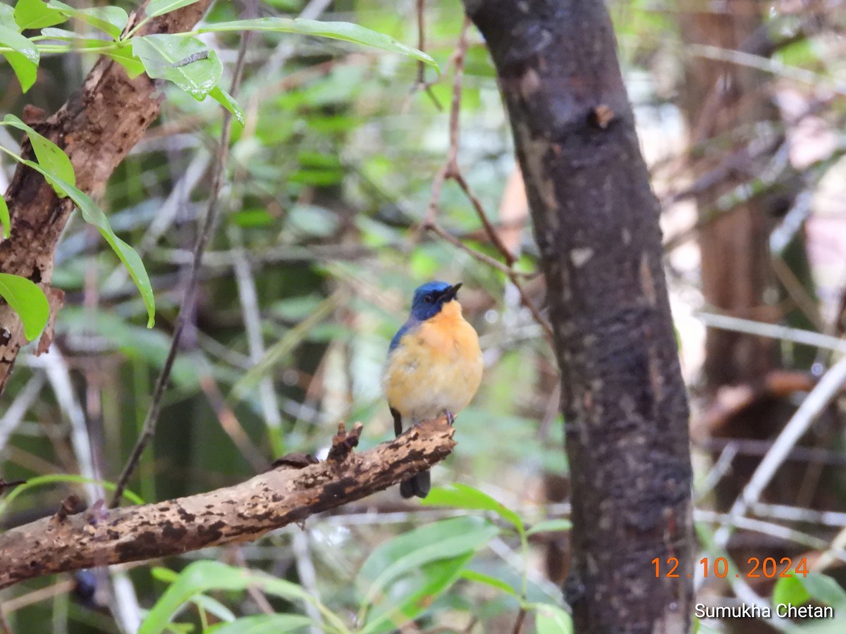 Tickell's Blue Flycatcher - ML624885924