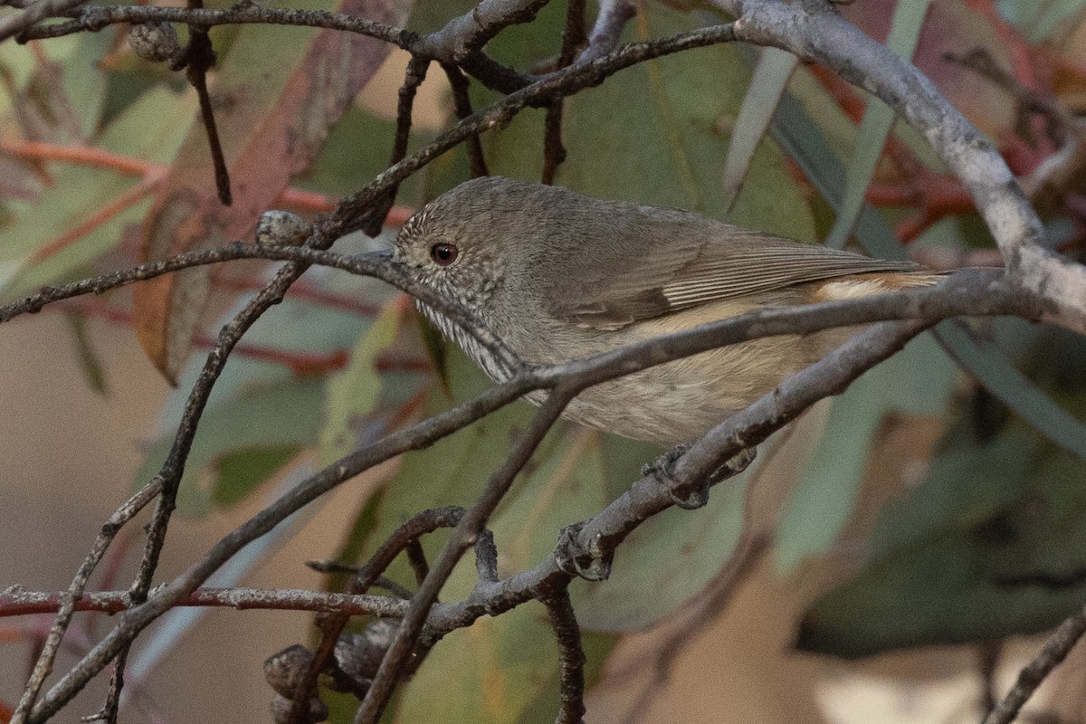 Inland Thornbill - ML624885934