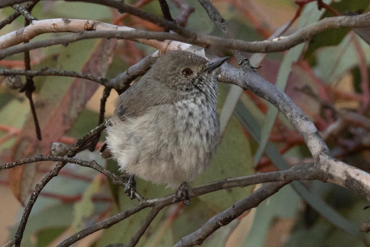 Inland Thornbill - ML624885935