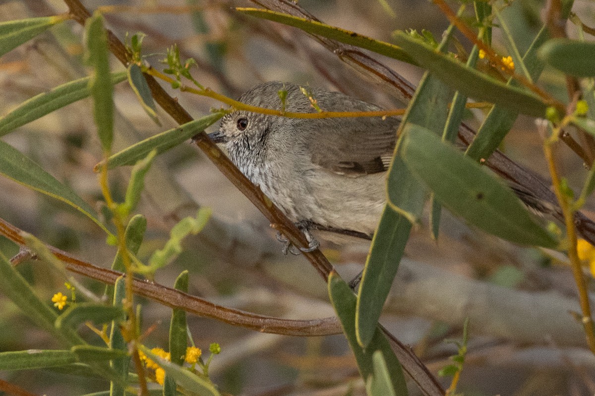 Inland Thornbill - ML624885936