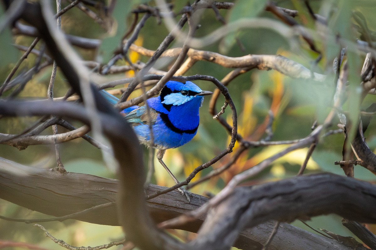 Splendid Fairywren - ML624885938