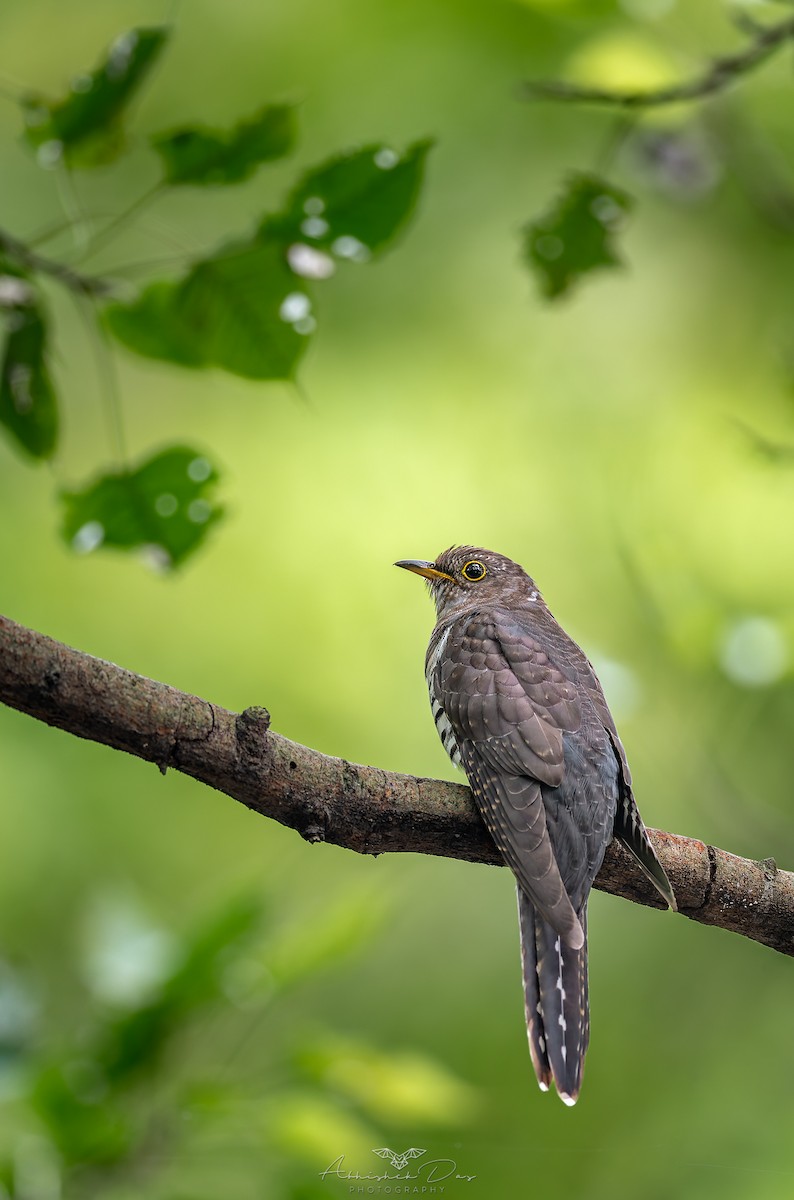 小杜鵑 - ML624885968