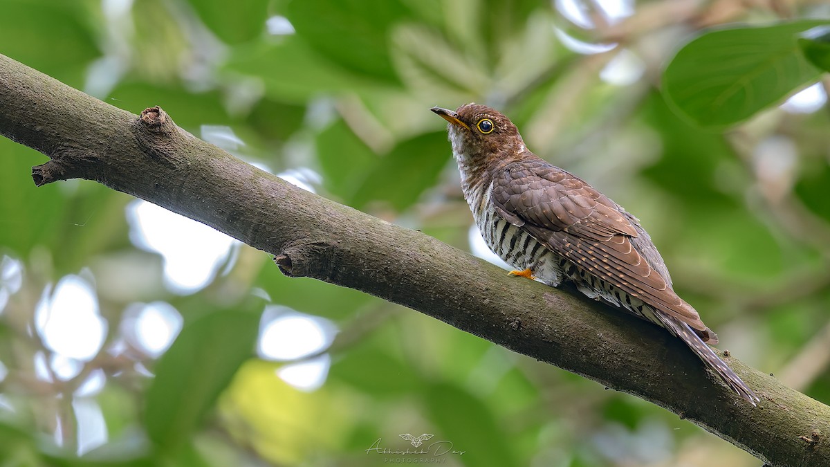 小杜鵑 - ML624885969